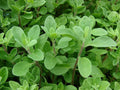 Sweet Marjoram Herb Seeds 200 - 10,000 Count Origanum Majorana Za'atar Bulk Culinary Gardening