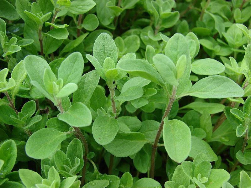 Sweet Marjoram Herb Seeds 200 - 10,000 Count Origanum Majorana Za'atar Bulk Culinary Gardening