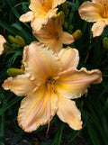 Yellow Daylily Bare Root Plant - Yellow Apricot Blooms - Hemerocallis 'Clif Hayes' - 7.5" Flowers