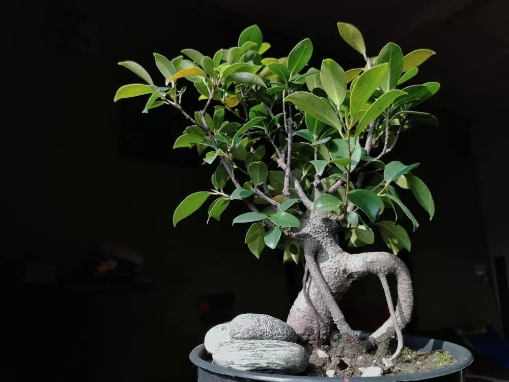 Weeping Fig Bonsai Tree Seeds - 30 Seeds - Ficus benjamina - Indoor Plant Starter Kit
