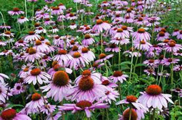 Purple Coneflower Seeds, 1000 Seeds, Echinacea Purpurea, Beautiful Purple Coneflowers for Gardens and Pollinator Plants