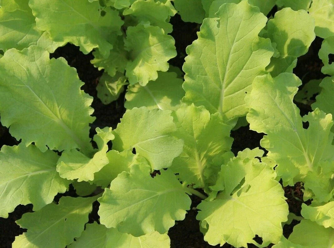Tokyo Bekana Mustard Seeds 300+ | Asian Culinary Microgreens | Brassica rapa var. japonica | Free Shipping