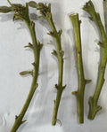 Nabal Avocado Scions for Grafting - 2-3 Grafts Per Scion - Budwood (Persea americana)