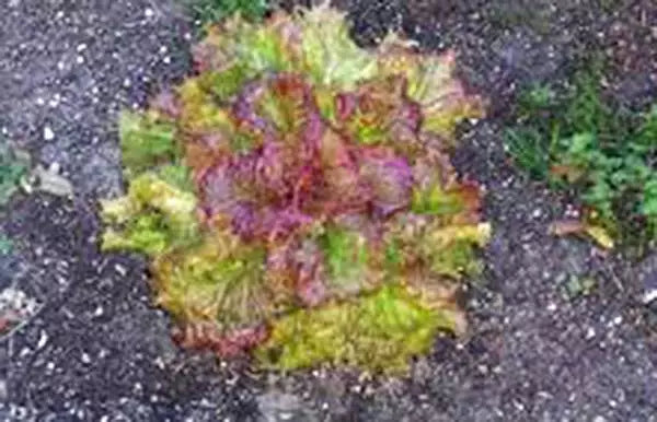 Lettuce Seeds, 1000 Count, Leaf Lettuce Prizehead, Heirloom, Non-GMO, Organic Gardening