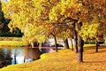 Sugar Maple Tree Seeds - 20+ Seeds for Planting - Vibrant Yellow Fall Leaves - Acer saccharum