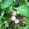 White Egg Turnip Seeds, Organic Heirloom Variety, 50+ Seeds, Brassica rapa