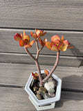 RARE RED AKAI Jade Succulent Plant 7-8” Bare Rooted Bonsai Tree Crassula Ovata