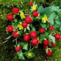 Indian Strawberry Vine Seeds - 100 Seeds - Duchesnea indica - Edible Groundcover Planting Seeds