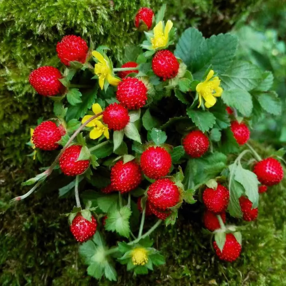 Indian Strawberry Vine Seeds - 100 Seeds - Duchesnea indica - Edible Groundcover Planting Seeds