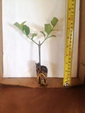 Sweet Viburnum Live Plants - 2 Pack - Fragrant Foliage - Viburnum odoratissimum