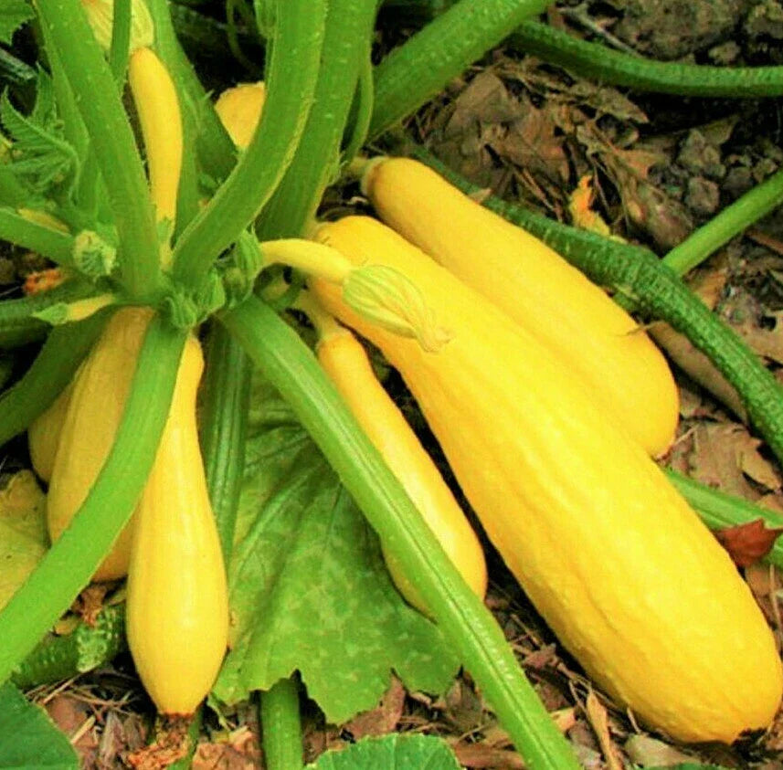 Yellow Straightneck Squash Seeds | Summer Golden Zucchini Courgette Seed | Cucurbita pepo | 2025 Harvest