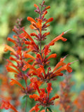 Red Hyssop Seeds - 100 Pack - Agastache Perennial Flower Seeds for Blooming Garden - US Seller