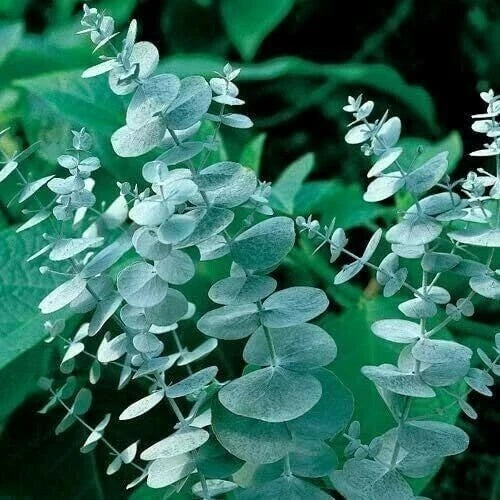 Eucalyptus Seeds - 50 Silver Drop Seeds - Perennial Tree - Eucalyptus cinerea
