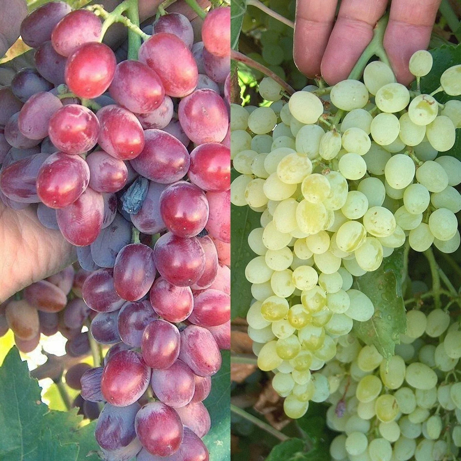 Crimson Thompson Vine Bare Root Plant - Seedless Table Grape (Vitis vinifera)
