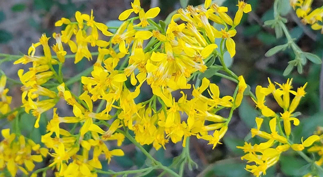 Woody Goldenrod Seeds | 25 Pack | Chrysoma Pauciflosculosa | Florida Native Flower