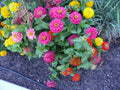 Zinnia Seeds - 45 Count - Button Box Dwarf Zinnias - Zinnia elegans - GroCo USA - Buy 15 for Free Shipping