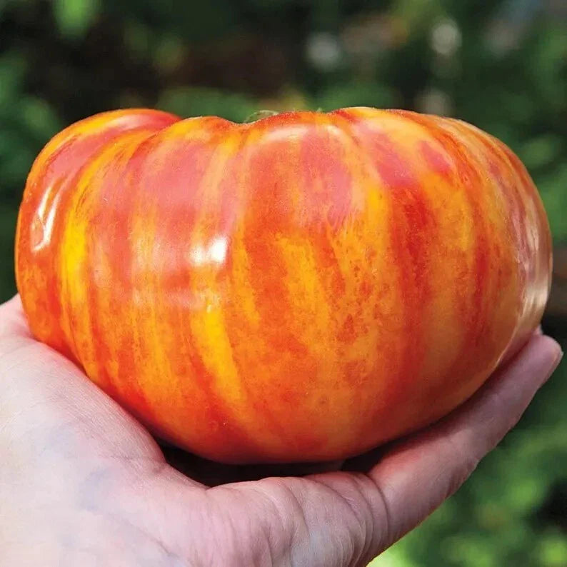 Big Rainbow Tomato Seeds - 120+ Heirloom Organic Non-GMO - Rare Fresh Seeds - Solanum lycopersicum