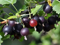 Live Jostaberry Plant, Edible Berries, Zones 3-8, Thornless Gooseberry-Currant Hybrid, Ribes nidigrolaria x Ribes rubrum