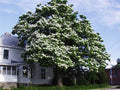 Northern Catalpa Tree Seeds - Set of 100+ - Catalpa speciosa - Hardy Zones 5-9 - Drought Resistant Seed Pack