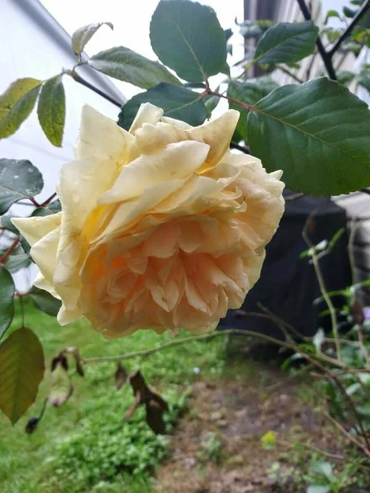Rose Cuttings 6-Pack, Cream Abundance, Pest Free, Thornless, Easy to Propagate, Rosa spp.