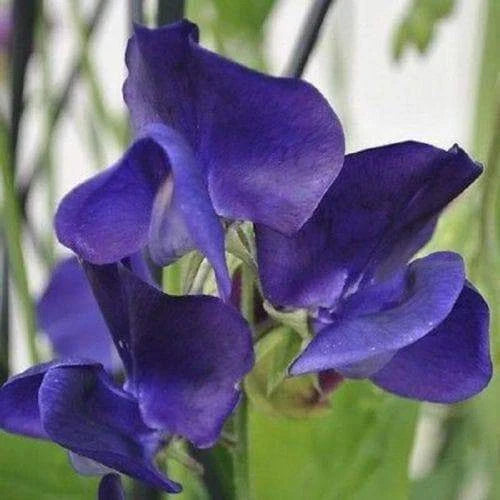 Royal Navy Blue Sweet Pea Seeds | Blue Purple Flowers | Lathyrus odoratus