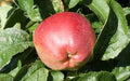 Priscilla Apple Seeds - 25+ Pack for Garden Planting - Malus domestica - USA Grown, Organic, Non-GMO