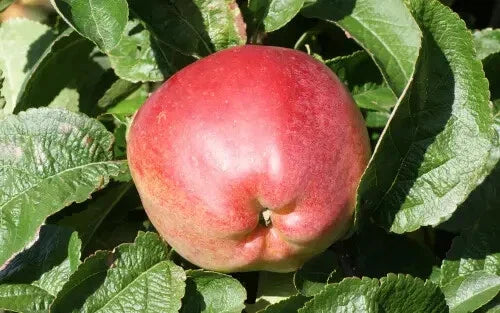 Priscilla Apple Seeds - 25+ Pack for Garden Planting - Malus domestica - USA Grown, Organic, Non-GMO