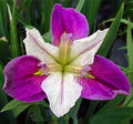 Bi-Color Louisiana Iris Plant - Colorific Aquatic Marginal Pond Plant - Iris fulva - Buy 2 Get 1 Free