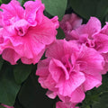 Double Pink Petunia Seeds - 50 Perennial Flower Seeds - Annual Petunia Variety - US Seller