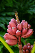 Small Rooted Starter Plant - Bordelon Banana Tree - Musa spp. - Tropical Indoor/Outdoor Plant