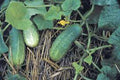 Pickling Cucumber Seeds - Heirloom National Variety, Non-GMO, 25+ Seeds for Home Gardening - Cucumis sativus