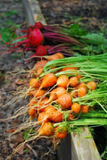 Parisian Carrot Seeds - 100 Count Packet - Tender Round Globes - Sweet & Tasty - Daucus carota