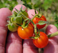 Matt's Wild Tomato Seeds | 25 Count | Cherry Tomato | Flavorful Variety | Solanum Lycopersicum