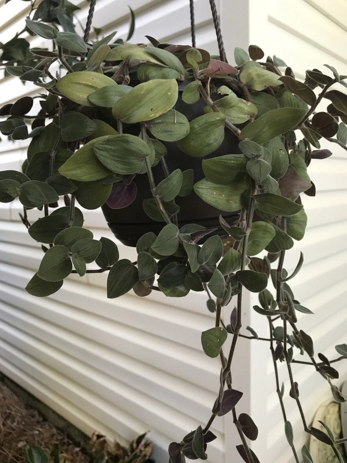 Tradescantia BUNNY BELLIES Cuttings 5 Pieces 6”+ Long Wondering Jew Plant Unrooted Green & Purple Foliage