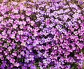 Rock Cress Seeds - 1000 Non-GMO Purple Aubrieta for Ground Cover - Fragrant Pollinator-Friendly Plant