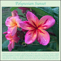 Polynesian Sunset Plumeria Plant Cutting - Rooted Fragrant Flowering Plant - Plumeria rubra