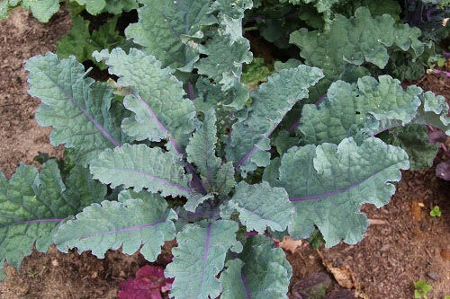 Red Russian Kale Seeds 200-3200 Count Tender Fresh Greens Brassica napus var. pabularia