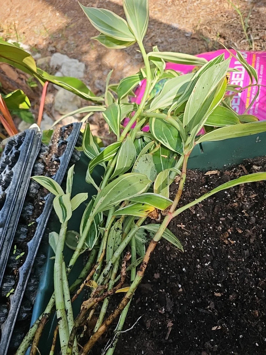 Spiral Flag Ginger Plant 20" Variegated Costus speciosus Live Potted