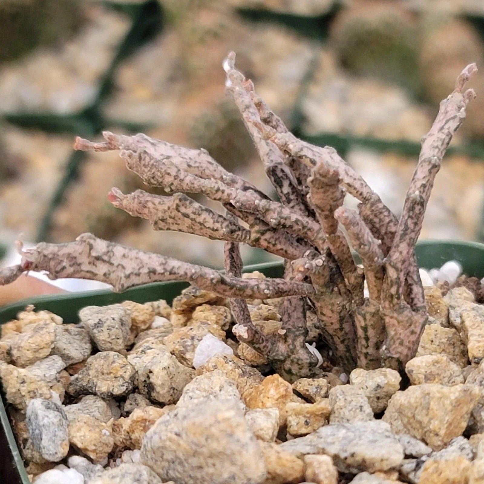 Euphorbia Platyclada Cactus Succulent - Unique Dead Plant Variety, Real Live Plant for Home Decor and Gardening
