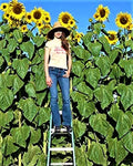 Organic Sunflower Seeds - Skyscrapper Variety - Non-GMO - 10 Seeds - Perfect for Home Gardening