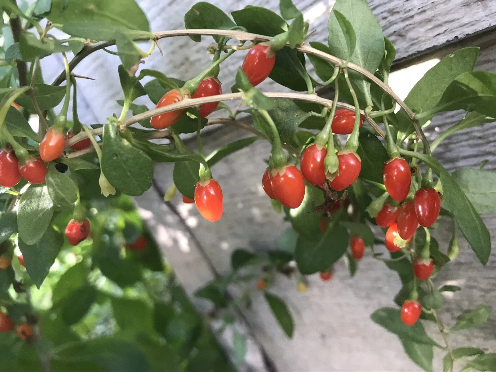 Goji Berry Bare Root Live Plant - 3 Roots, 4"-8" Long, Lycium barbarum, Ready to Plant