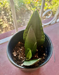 Rooted Dracaena Snake Plant Cuttings - Sansevieria Trifasciata - Indoor Houseplant, Easy Care, Air Purifying