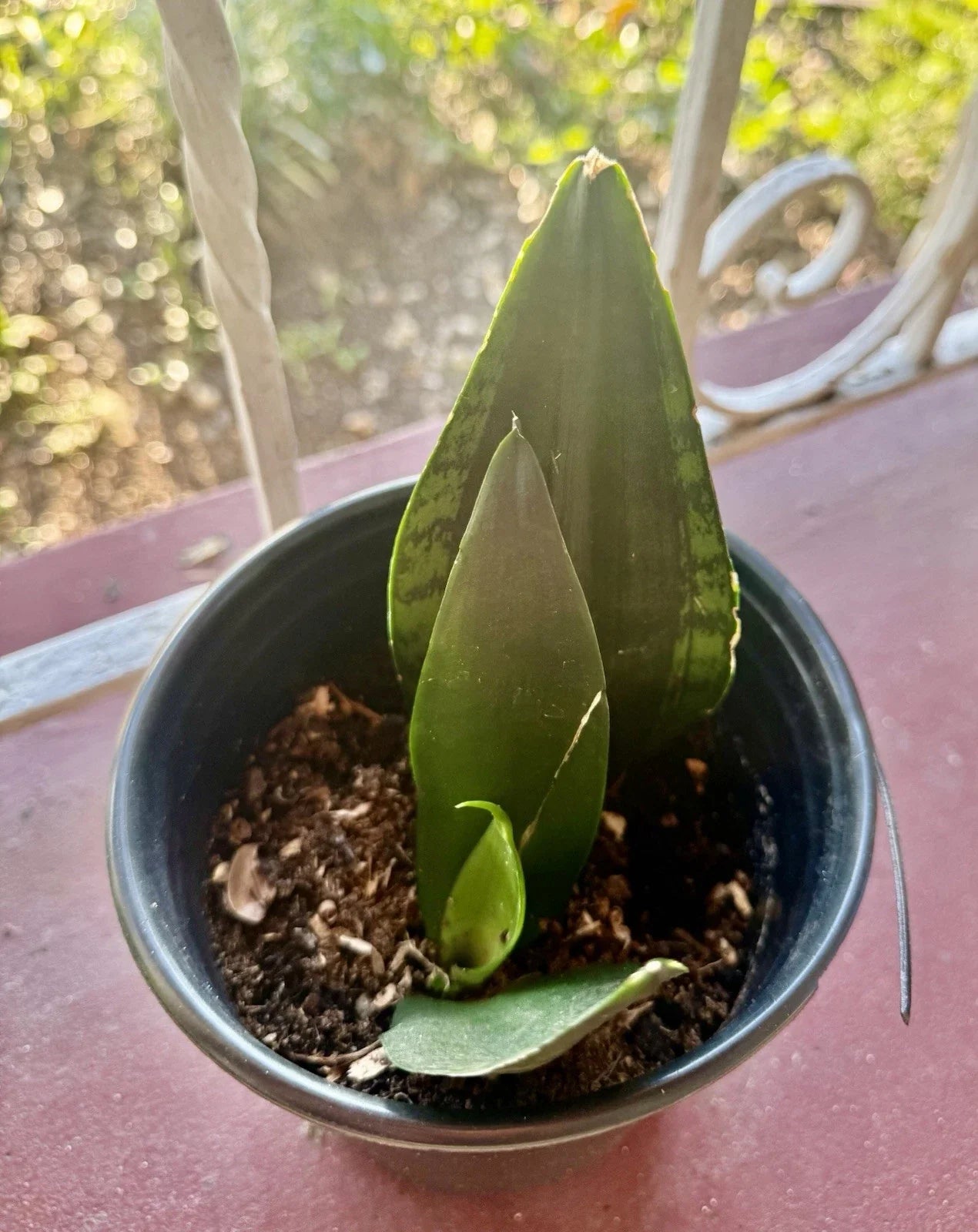 Rooted Dracaena Snake Plant Cuttings - Sansevieria Trifasciata - Indoor Houseplant, Easy Care, Air Purifying