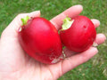 German Giant Radish Seeds - Super Large Heirloom - Scarlet Red Skin - Raphanus sativus