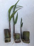 Sugarcane Cuttings - 3 pcs Live Plant Ready to Grow - Sweet Variety (Saccharum officinarum)