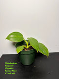 Philodendron Rogusom Top Cutting - Rooted Pig Skin Variety - Indoor Houseplant, Tropical Foliage Plant