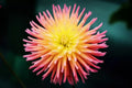 Cactus Dahlia Seeds - 50+ Mixed Color Pack - USA Grown, Ships from Iowa - Dahlia pinnata