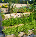 Herb Garden Collection - Large Heirloom Seeds, 13 Varieties of Culinary Herbs - Perfect for Home Gardening