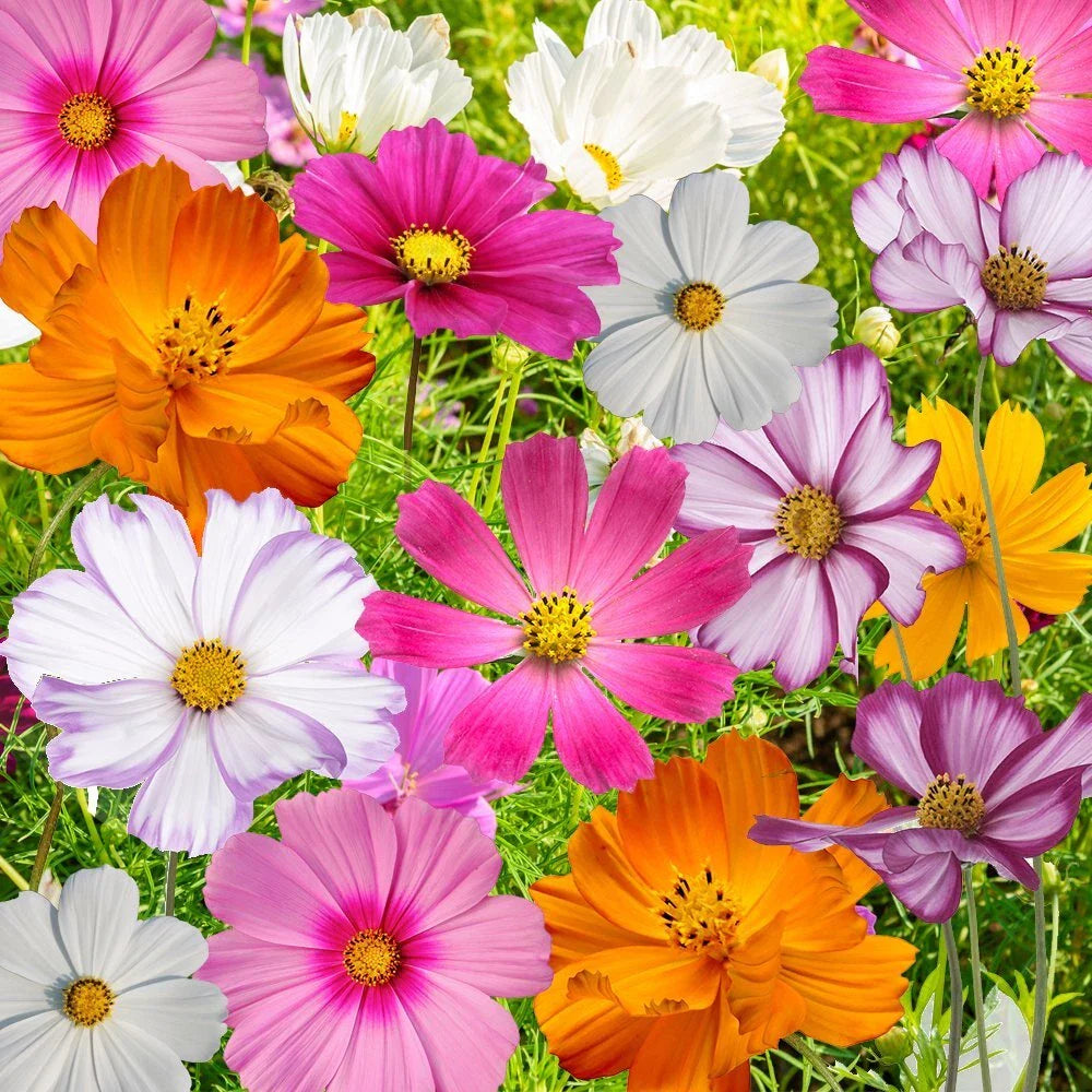 Cosmos Flower Seed Mix, 10 Varieties, Colorful Blooms, Annuals, Cosmos bipinnatus, Garden Seeds