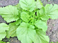 Florida Broadleaf Mustard Greens Seeds - Organic, 601+ Count for Spring & Fall Garden, Ideal for Containers